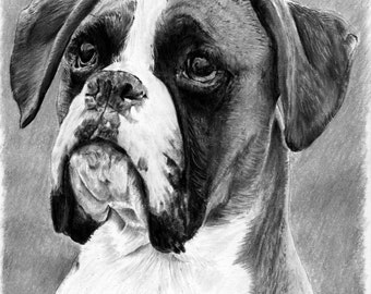 The Enquirer B&W - A4 A3 or A2 Size Limited Edition Art Print of Boxer Dog Drawing from RussellArt