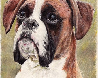 The Enquirer- A4 A3 or A2 Size Limited Edition Art Print of Boxer Dog Drawing from RussellArt