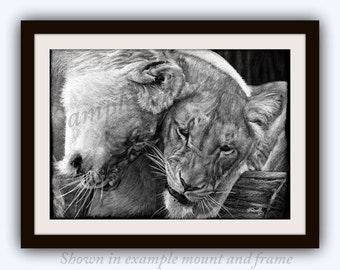 Affection - Africa African Wildlife Lion Cats LARGE Limited Edition Art Print of  pencil drawing by English Artist Steve Russell RussellArt