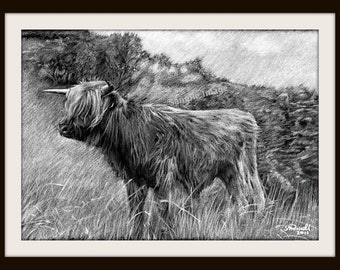 Highlander 2 (B&W) - Cow Cattle A4 A3 or A2 Size Limited Edition Print from RussellArt