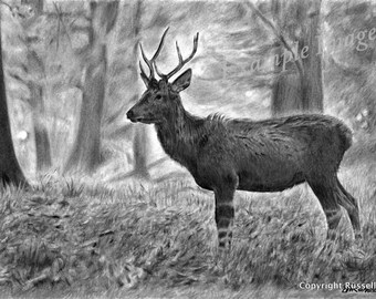 Young Pretender B&W - Wildlife Deer Stag LARGE A4 A3 or A2 Limited Edition Print of original pencil drawing by Stephen Russell of RussellArt