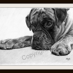 Time Out B&W Boxer Dog LARGE A4 A3 or A2 Limited Edition Art Print of original pencil drawing by Steve Russell of RussellArt image 2