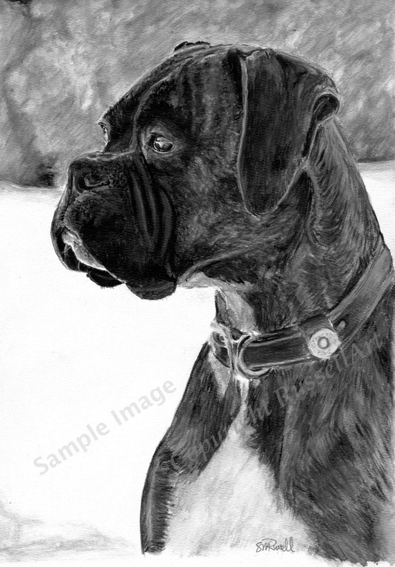 Bokser B W Bokser Pies Duży A4 A3 Lub A2 Limited Edition Art Print Oryginalnego Rysunku Przez Angielski Artysty Steve Russell Z Russellart
