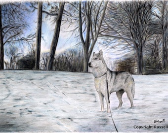 Siberian Husky Contemplation- Dog A4 A3 or A2 Size Limited Edition Art Print of original pencil drawing from RussellArt