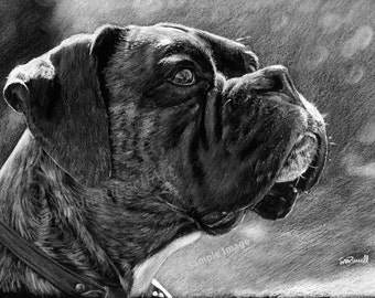 The Intellectual B&W -  Boxer Dog A4 A3 or A2 Size Art Print of original pencil drawing limited edition by Steve Russell of RussellArt