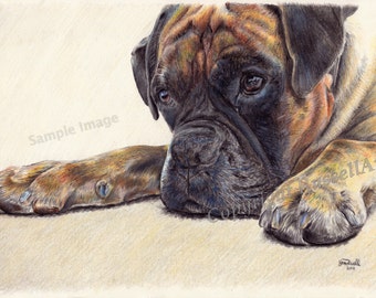 Time Out - Boxer Dog LARGE A4 A3 or A2 Limited Edition Print of original pencil drawing by RussellArt