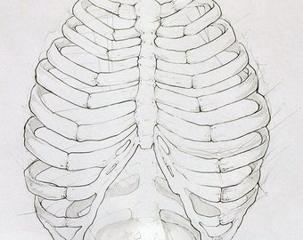 Ribcage Anatomy Graphite Drawing – 14x17" Original Art