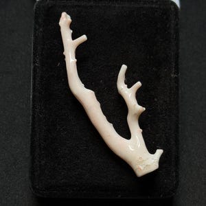 May include: A polished, pale pink branch of natural coral with a smooth, organic texture and several smaller offshoots. The coral piece is displayed against a dark, rectangular, velvet-lined surface, highlighting its light color and branching form.