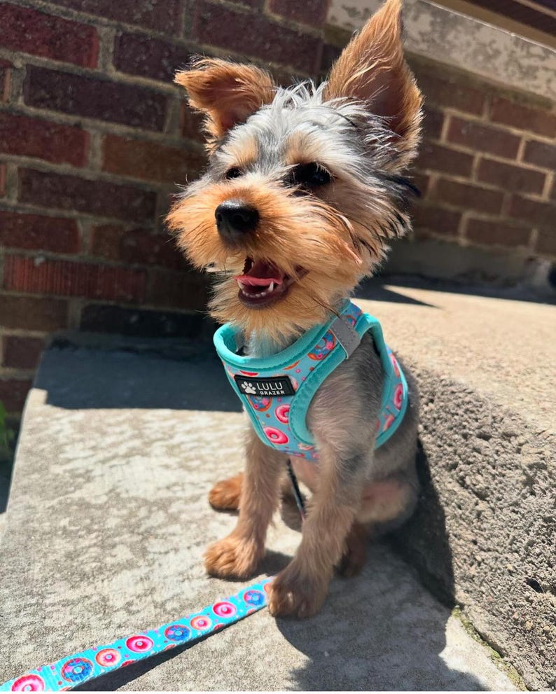 Curated visual reference: Visual Reference: Donut Mind If I Do Dog Harness Cute Step In