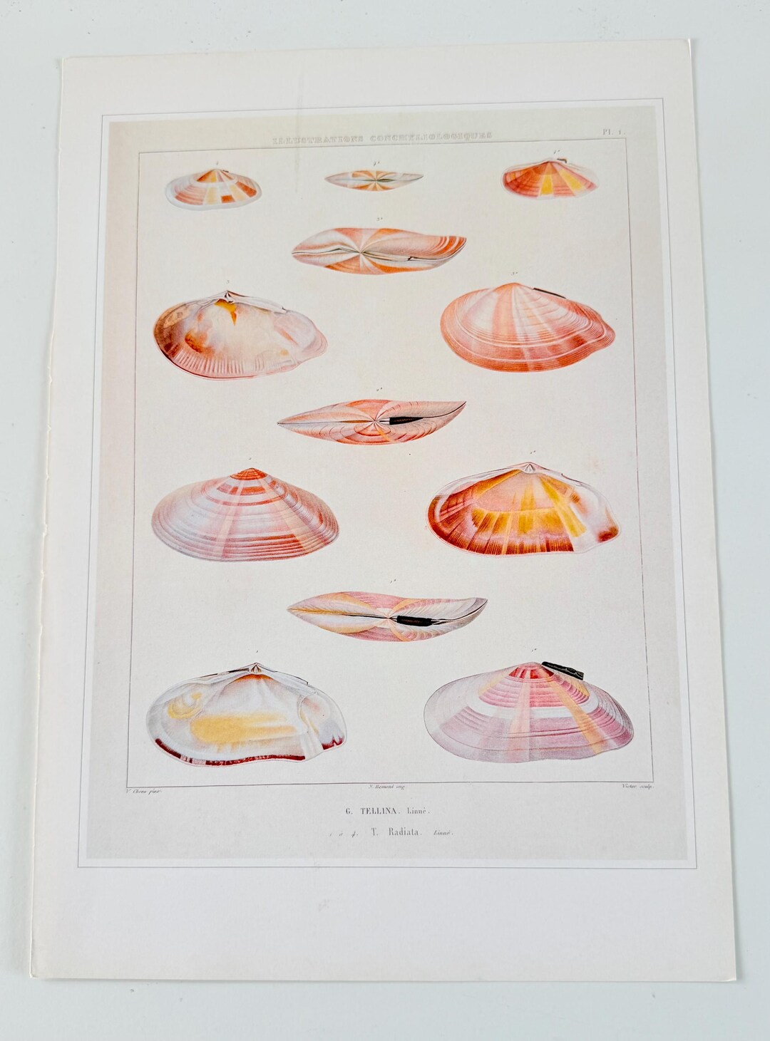 Vintage Shells Book Plate Print, Natural History Wall Art - Etsy
