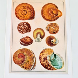 May include: A vintage print featuring detailed illustrations of various snail shells. The shells are depicted in shades of brown, orange, and white, showcasing their intricate spiral and textured patterns. The print is set against a cream-colored background.