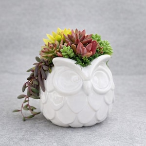 White Ceramic Owl Planter – Retro  Owl Pot | Succulent Planter | Turtle Planter Pot | Turtle Lovers | Mother's Day Gift