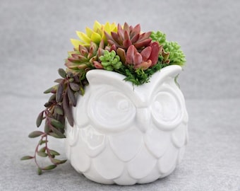 White Ceramic Owl Planter – Retro  Owl Pot | Succulent Planter | Turtle Planter Pot | Turtle Lovers | Mother's Day Gift