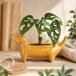 May include: A glossy mustard yellow ceramic planter shaped like a dachshund dog. The planter holds a green Monstera adansonii plant with perforated leaves. A small tan rectangular tag with the text "for your little jungle" is attached.