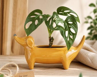 May include: A glossy mustard yellow ceramic planter shaped like a dachshund dog. The planter holds a green Monstera adansonii plant with perforated leaves. A small tan rectangular tag with the text "for your little jungle" is attached.