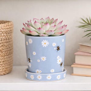 May include: A light blue ceramic flower pot with a matching saucer, decorated with white daisies and bumblebees. The pot holds a succulent plant with green and pink leaves. A woven basket and books are in the background.