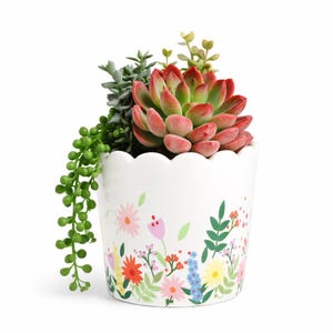 May include: A white ceramic flower pot with a scalloped rim, decorated with colorful floral patterns. The pot contains a variety of succulents, including a large red-tipped succulent and trailing green plants. The arrangement is set against a white background.