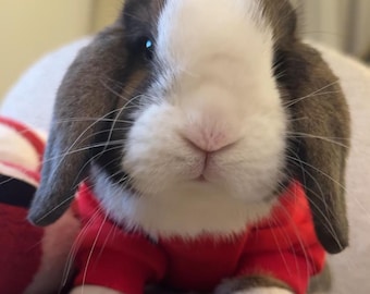 Bunny Clothes: Rabbit Cotton Hoodie & Cozy Hooded Sweatshirt Pet Sweater for Rabbits