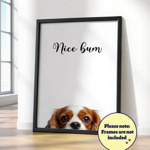 Rolig Cavalier King Charles Spaniel "Snäll rumpa"-poster: Hundväggkonst, Rubinvit