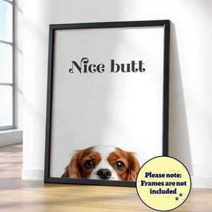 Rolig Cavalier King Charles Spaniel "Snygg rumpa"-poster: Hundväggkonst, Rubinvit
