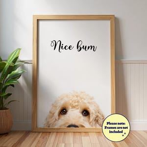 Lustiges Cockapoo 'Nice Bum' Poster: Badezimmer Hund, Haustier Porträt, Creme Cockapoo