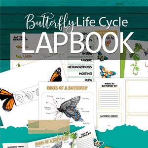 以下が含まれることがあります： 蝶のライフサイクルをテーマにしたカラフルなラップブック。蝶のライフサイクルの各段階をタブで示しています。ラップブックには、イラスト、語彙、蝶について学ぶためのアクティビティが含まれています。