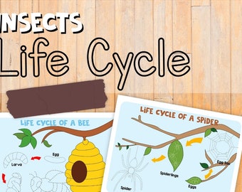Insect Life Cycle Playdough Mats