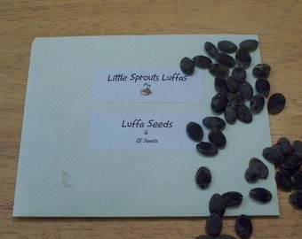 Luffa Seeds, Loofah Seeds by Little Sprouts