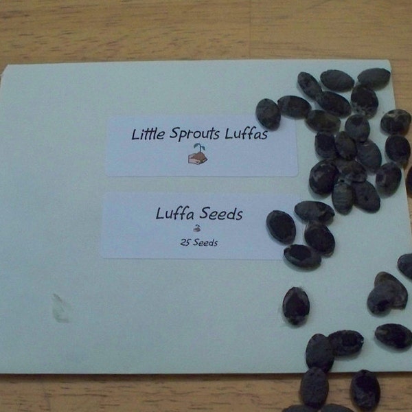 Luffa Seeds, Loofah Seeds by Little Sprouts