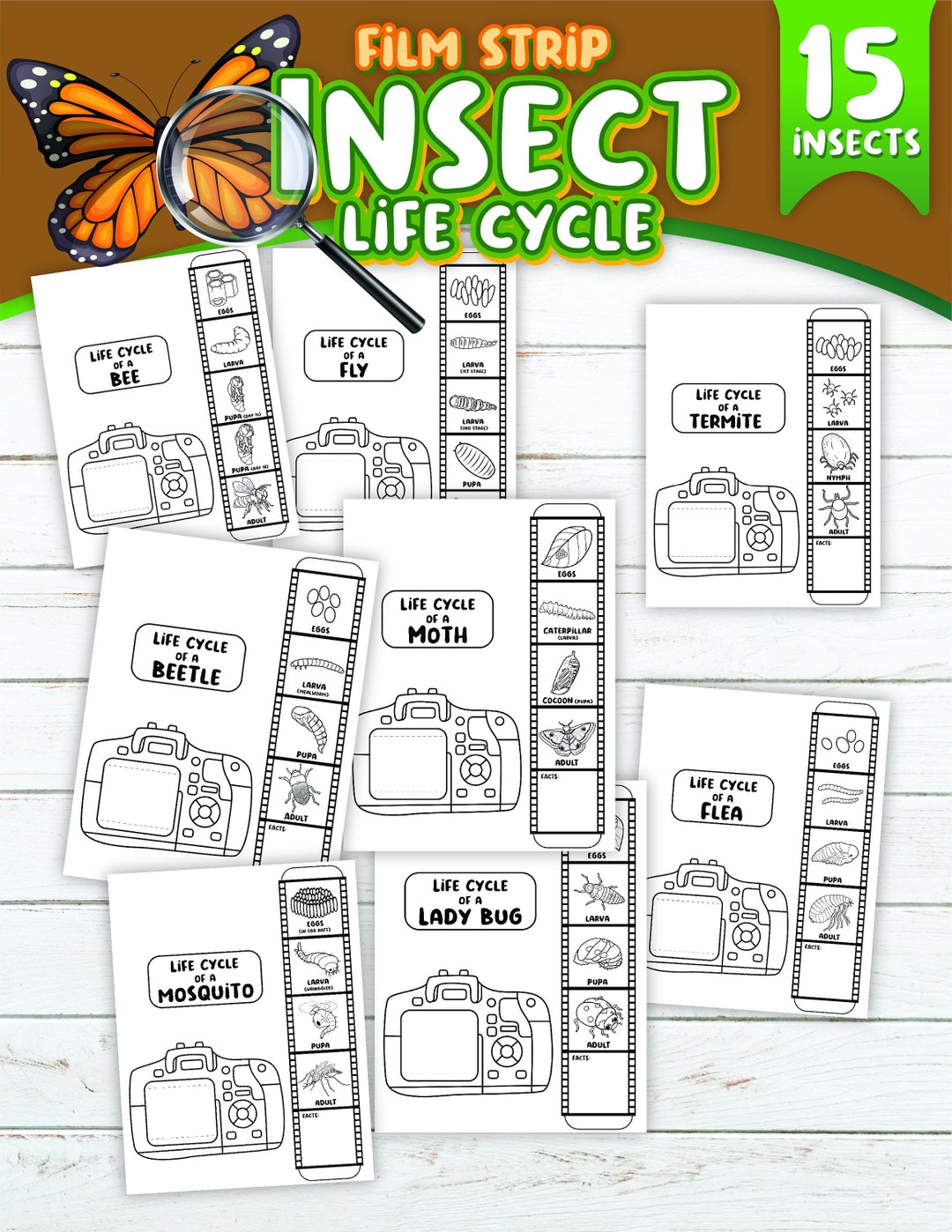 Printable Insect Lifecycle Film Strips
