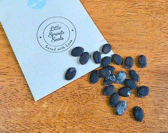 Luffa Seeds, Loofah Seeds by Little Sprouts