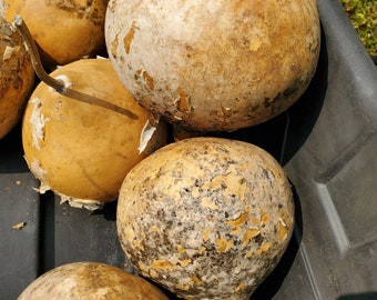 Large Hardshell Gourd Seeds
