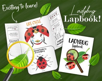 Carnet de tours sur les coccinelles