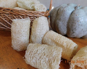 Luffa Sponges Homegrown by Little Sprouts