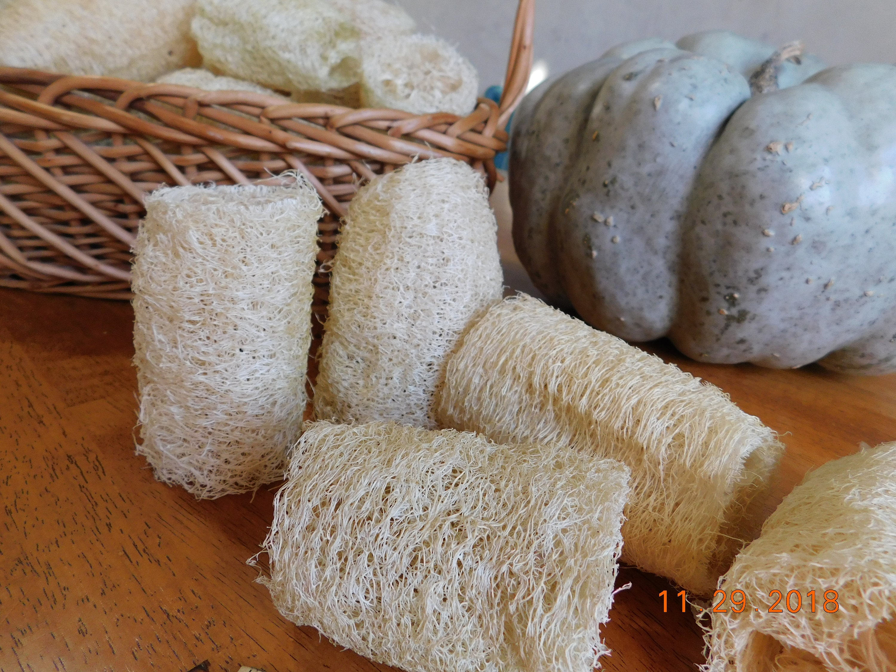 Luffa Sponges Homegrown by Little Sprouts