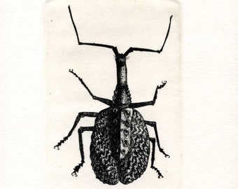 Mokmolyce Phyolldes (south east Asian bug)