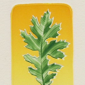 Turkey Oak