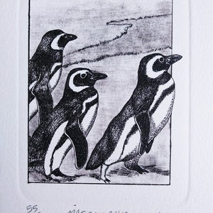 Magellanic Penguins