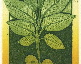 Slippery Elm