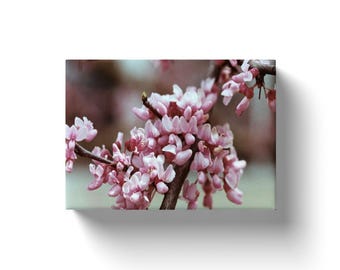 Pink Blossoms Canvas Wall Art – Spring Floral Photography Print