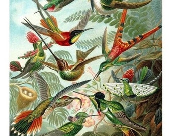 May include: A vintage illustration of a group of colorful hummingbirds in flight. The birds are depicted in a variety of poses, with their wings spread wide and their beaks open. The background is a lush green forest with flowers and leaves.