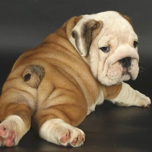 5D DIY Diamond Painting Kit Full Drill, English Bulldog Puppy Mosaic Diamond Kit, Full Drill Square Round