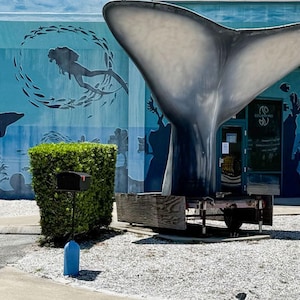 DIVE shop, porpoise, fin, diver