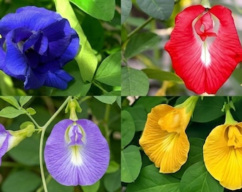Double Petal Aparajita Flower Seeds | Rare Multi Colour Butterfly Pea Vine (30 pcs)