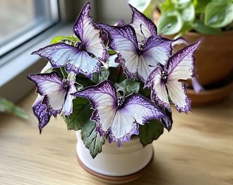 White Purple Butterfly Coleus Seeds – Heirloom Shade Foliage, Rare Ornamental Houseplant