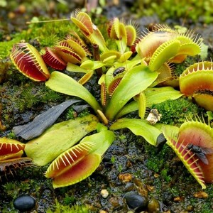 May include: A close-up of a Venus flytrap plant with open and closed traps. The traps are green and red, with spiky edges. A fly is visible inside one of the traps. The plant is surrounded by green moss.