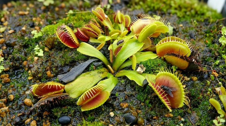 May include: A close-up of a Venus flytrap plant with open and closed traps. The traps are green and red, with spiky edges. A fly is visible inside one of the traps. The plant is surrounded by green moss.