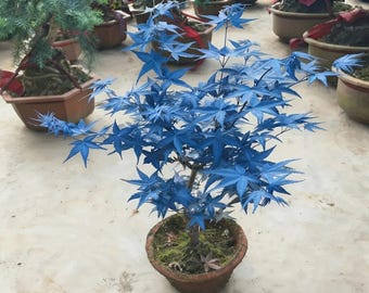 15 Blue Maple Seeds – Rare Ornamental Tree, Cold Hardy Foliage (Zones 3-8)