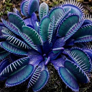 May include: A close-up of a Venus flytrap plant. The plant features deep purple and teal-colored leaves with white, spiky edges. The plant is surrounded by brown soil and moss.