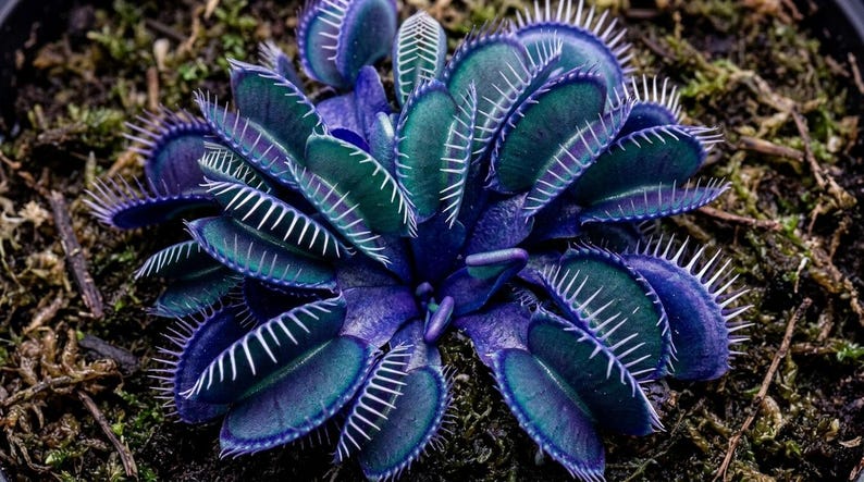 May include: A close-up of a Venus flytrap plant. The plant features deep purple and teal-colored leaves with white, spiky edges. The plant is surrounded by brown soil and moss.